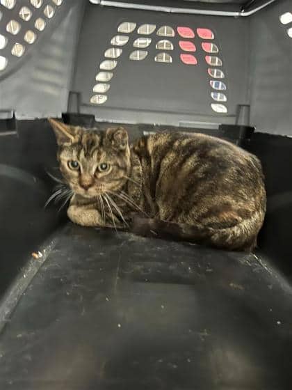 Chypre - Domestic Medium Hair cat available for adoption at Montreal SPCA in Montreal