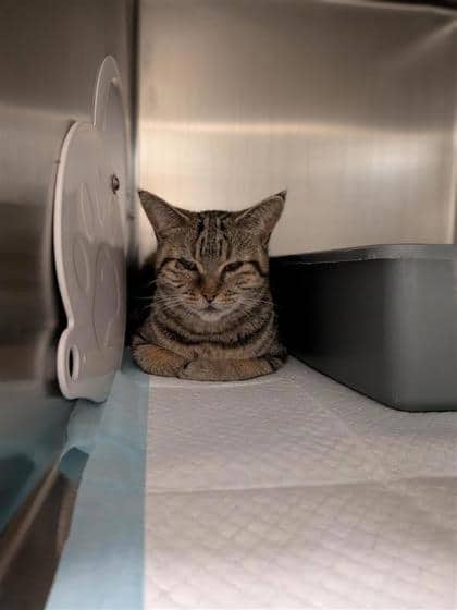 Saumone - Domestic Shorthair cat available for adoption at Montreal SPCA in Montreal