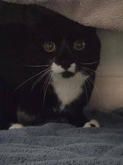 Deadpool - Domestic Shorthair cat available for adoption at Montreal SPCA in Montreal