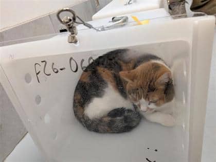Lolo - Domestic Shorthair cat available for adoption at Montreal SPCA in Montreal