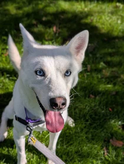 Balto - Mixed Breed available for adoption in Quebec