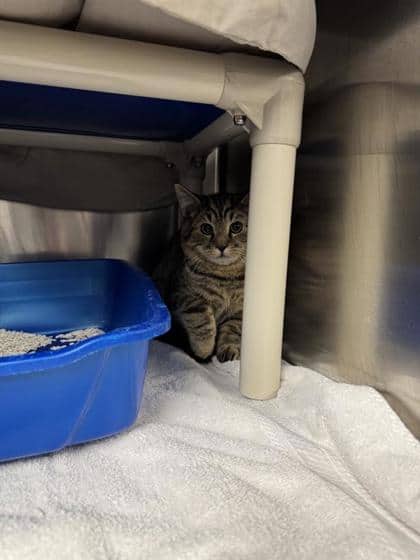 2000502016 - Domestic Shorthair cat available for adoption at Montreal SPCA in Montreal