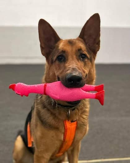 Shadow - Mixed Breed available for adoption