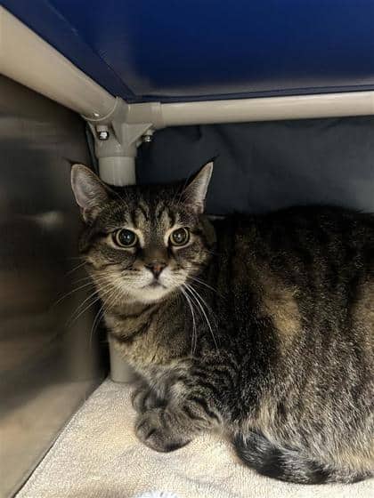 Mme Peach - Domestic Shorthair cat available for adoption at Montreal SPCA in Montreal