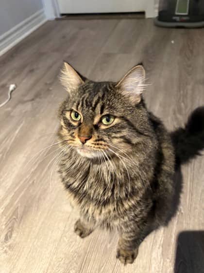 Moochie - Domestic Longhair cat available for adoption at Montreal SPCA in Montreal