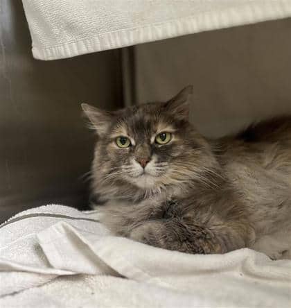 Jessica (ChiChi) - Domestic Medium Hair cat available for adoption at Montreal SPCA in Montreal