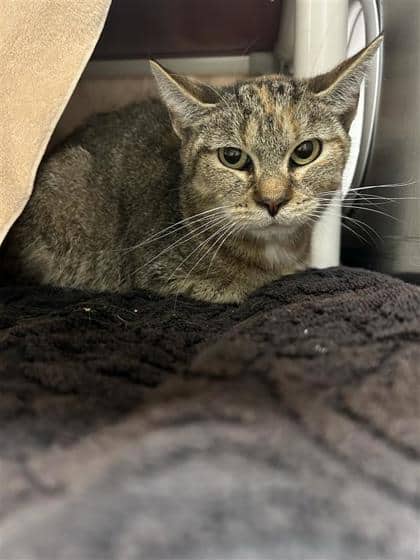 Havane - Domestic Shorthair cat available for adoption at Montreal SPCA in Montreal