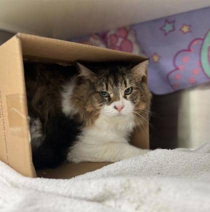 Oreo - Domestic Longhair cat available for adoption at Montreal SPCA in Montreal