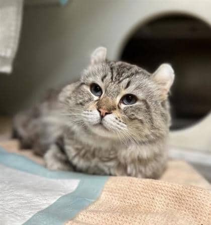 Rorik - Domestic Shorthair cat available for adoption at Montreal SPCA in Montreal