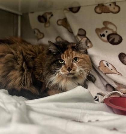 Shoppie - Domestic Longhair available for adoption