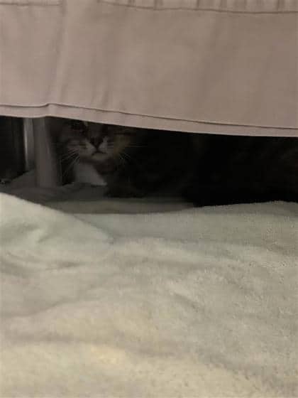 Boris - Domestic Medium Hair cat available for adoption at Montreal SPCA in Montreal