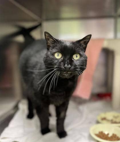 Tazmanie - Domestic Medium Hair cat available for adoption at Montreal SPCA in Montreal