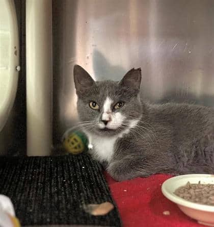 Hanoi - Domestic Shorthair available for adoption