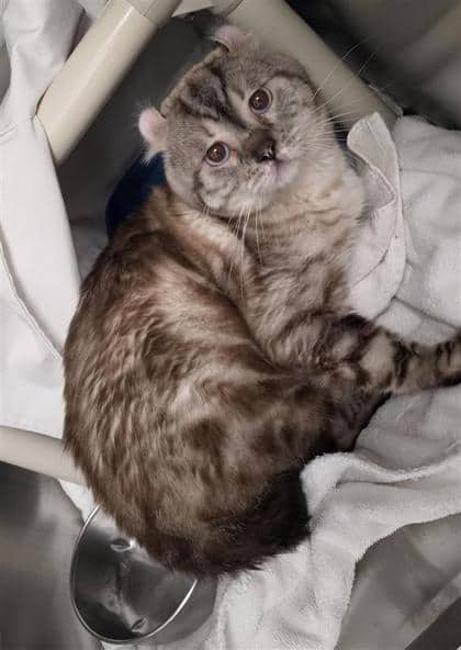 Roary - Domestic Shorthair cat available for adoption at Montreal SPCA in Montreal