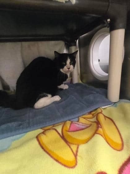 Aster - Domestic Shorthair cat available for adoption at Montreal SPCA in Montreal