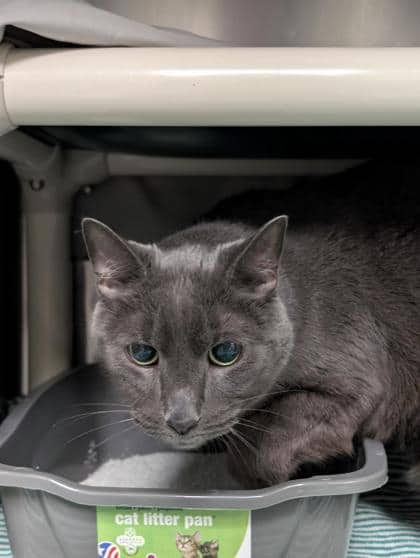 Chico - Domestic Medium Hair cat available for adoption at Montreal SPCA in Montreal