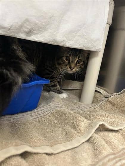 Nips - Domestic Shorthair cat available for adoption at Montreal SPCA in Montreal