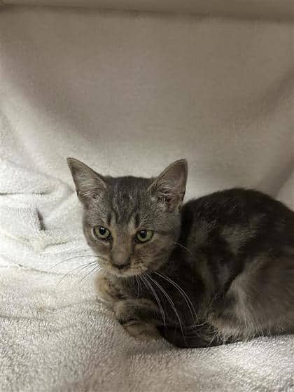 Chica - Domestic Shorthair cat available for adoption at Montreal SPCA in Montreal