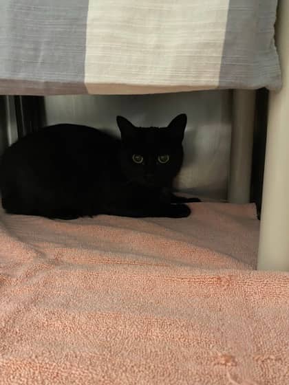 Nala - Domestic Shorthair cat available for adoption at Montreal SPCA in Montreal