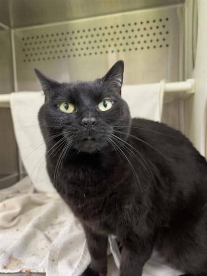 Mali (Mamoune) - Domestic Shorthair available for adoption