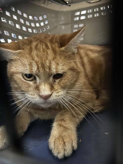 Reykjavik - Domestic Medium Hair cat available for adoption at Montreal SPCA in Montreal