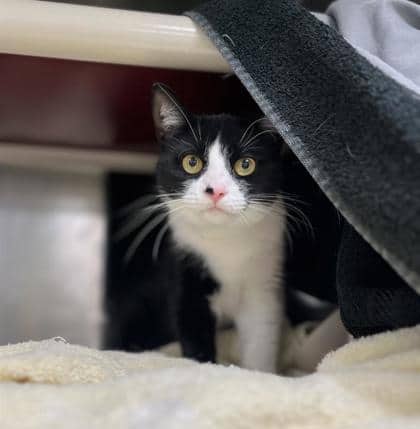 Luna - Domestic Shorthair available for adoption