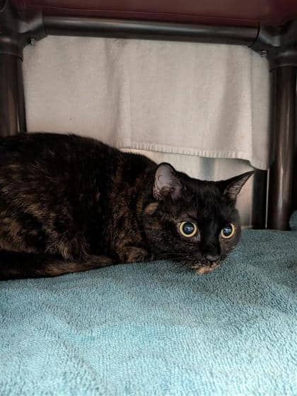 Pearl - Domestic Shorthair cat available for adoption at Montreal SPCA in Montreal