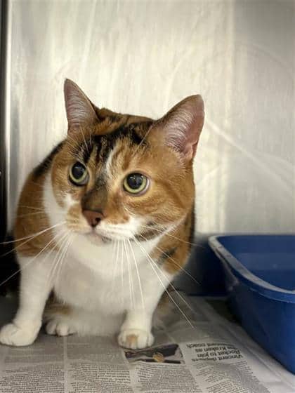 Chai - Domestic Medium Hair cat available for adoption at Montreal SPCA in Montreal