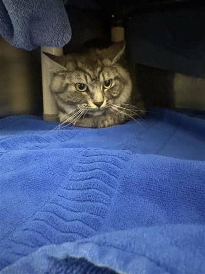 Pacha - Domestic Shorthair cat available for adoption at Montreal SPCA in Montreal