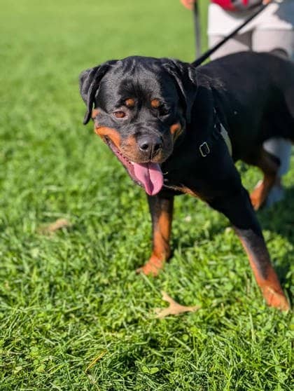 Lily - Mixed Breed available for adoption in Quebec