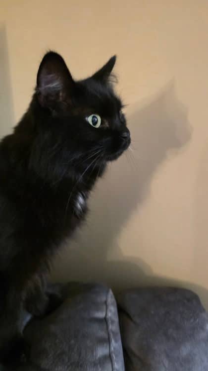 Salem - Domestic Longhair cat available for adoption at Montreal SPCA in Montreal