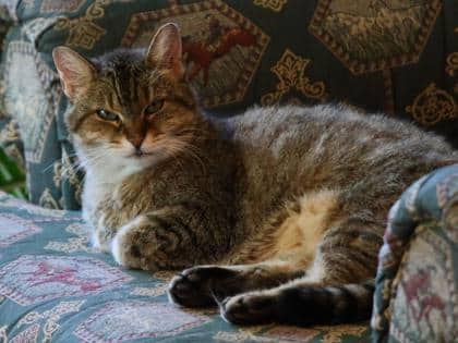 Penny (Aline) - Domestic Medium Hair cat available for adoption at Montreal SPCA in Montreal