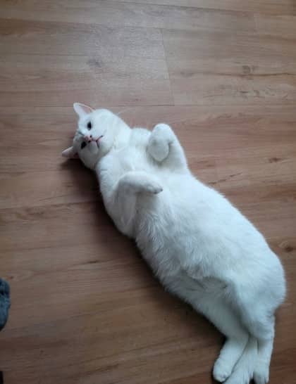 Bonbon - Domestic Medium Hair cat available for adoption at Montreal SPCA in Montreal