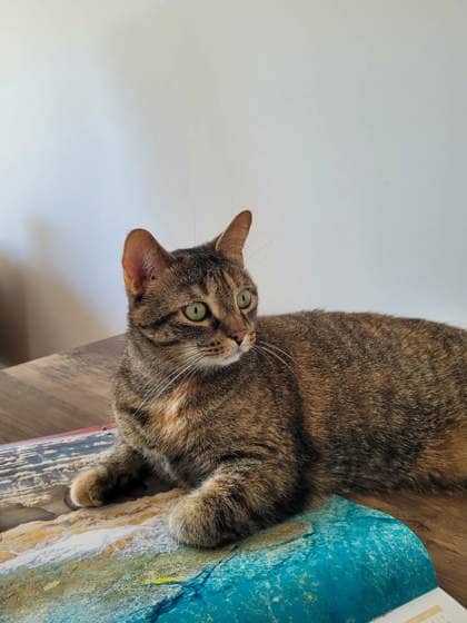 Kleo - Domestic Shorthair cat available for adoption in Quebec