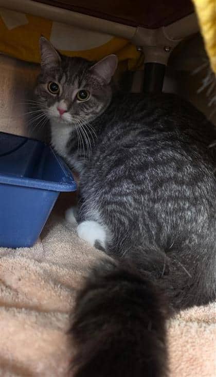 Fara - Domestic Shorthair cat available for adoption at Montreal SPCA in Montreal