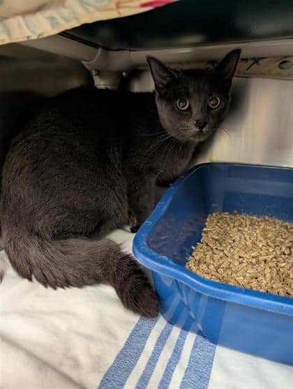Lola - Domestic Shorthair cat available for adoption at Montreal SPCA in Montreal