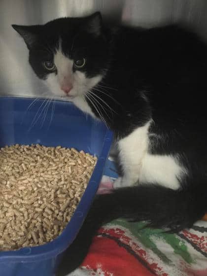 Nabi - Domestic Shorthair cat available for adoption at Montreal SPCA in Montreal
