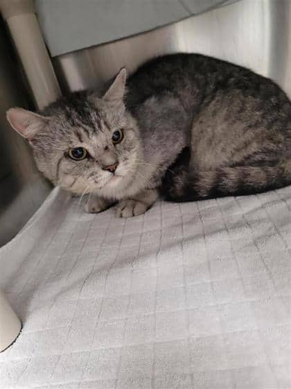 Enid - Domestic Shorthair cat available for adoption at Montreal SPCA in Montreal