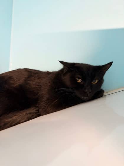 Churi - Domestic Shorthair cat available for adoption at Montreal SPCA in Montreal