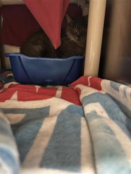 Soraya - Domestic Medium Hair cat available for adoption at Montreal SPCA in Montreal
