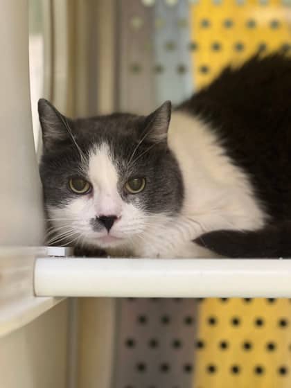 Brouhaha - Domestic Medium Hair cat available for adoption at Montreal SPCA in Montreal
