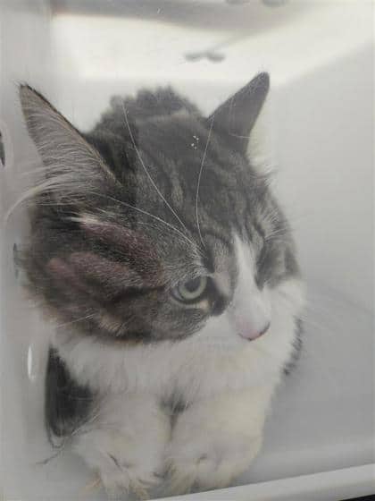 Minnie - Domestic Shorthair cat available for adoption at Montreal SPCA in Montreal