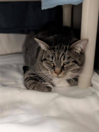 Tom - Domestic Shorthair cat available for adoption at Montreal SPCA in Montreal