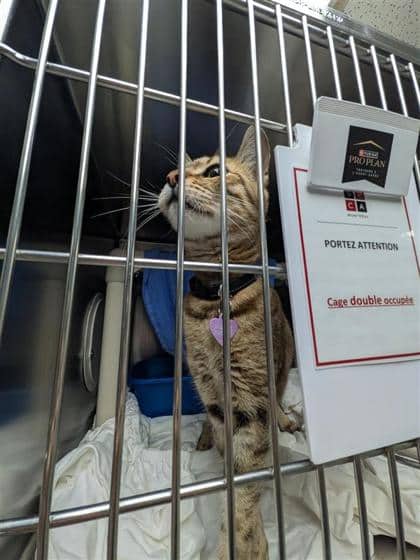 Tirana - Domestic Shorthair cat available for adoption at Montreal SPCA in Montreal