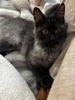 Smoki - Domestic Shorthair cat available for adoption at Montreal SPCA in Montreal