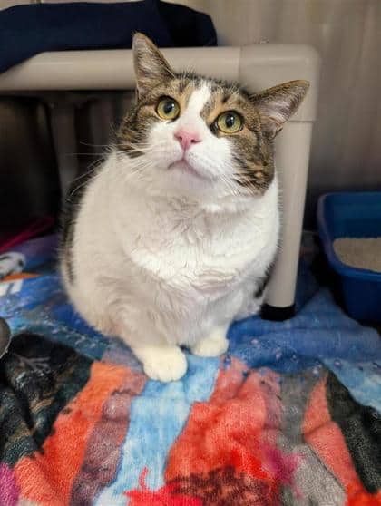 Toutoune - Domestic Shorthair cat available for adoption at Montreal SPCA in Montreal