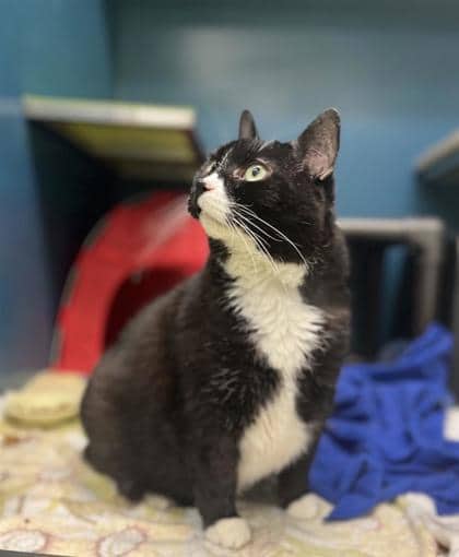 Kitty (Célestine) - Domestic Shorthair available for adoption