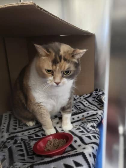 Tasha - Domestic Shorthair cat available for adoption at Montreal SPCA in Montreal