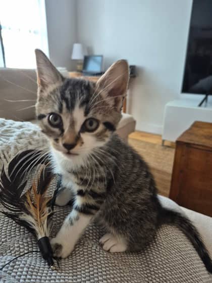 Bean - Domestic Shorthair cat available for adoption at Montreal SPCA in Montreal