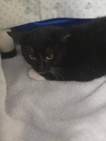 Stilo - Domestic Shorthair cat available for adoption at Montreal SPCA in Montreal